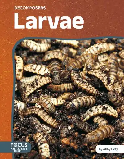 Limited Offer Larvae