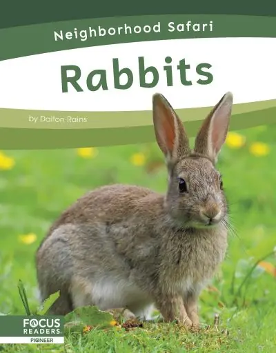 Rabbits Factory Price