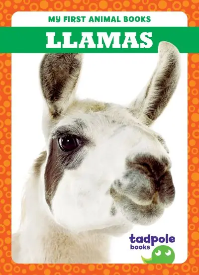 Buy Today Llamas