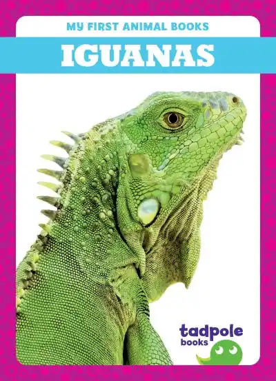 Iguanas Direct From Manufacturer