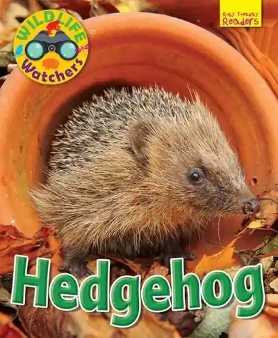 Affordable Hedgehog