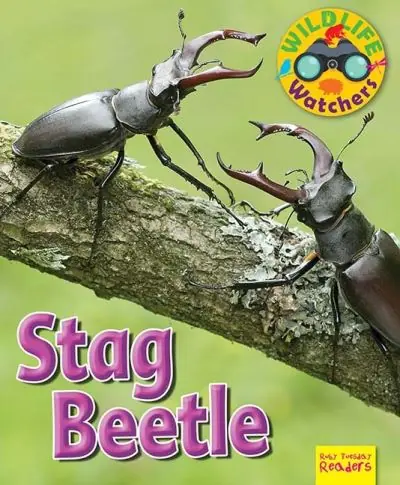 Stag Beetle Genuine