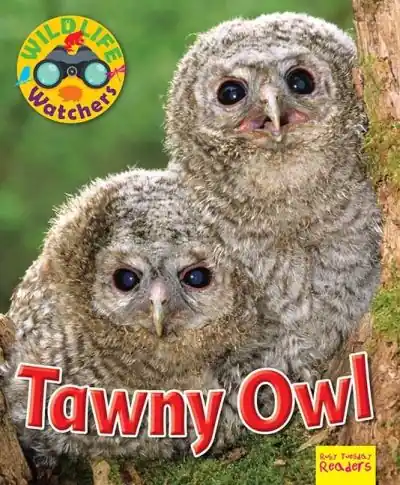 High Quality Tawny Owl