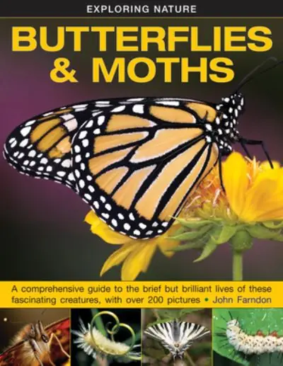 Butterflies and Moths High Quality