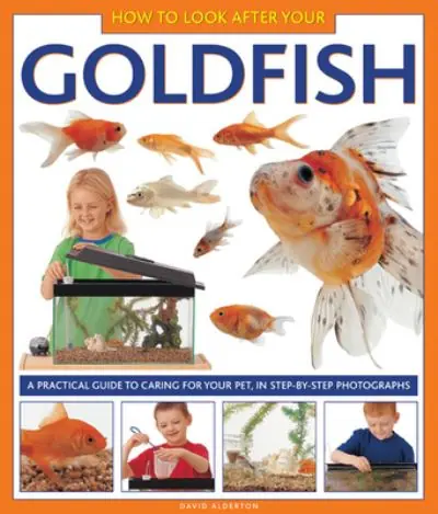 Popular How To Look After Your Goldfish