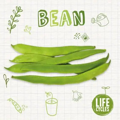 Flash Sale Bean