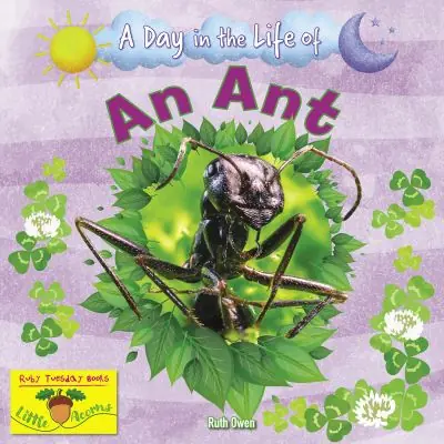 Bulk Order A Day in the Life of an Ant