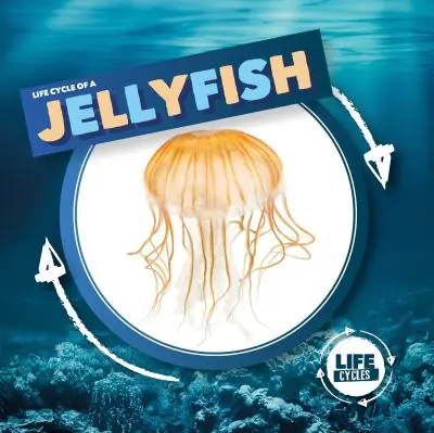 Fan Favorite Life Cycle of a Jellyfish