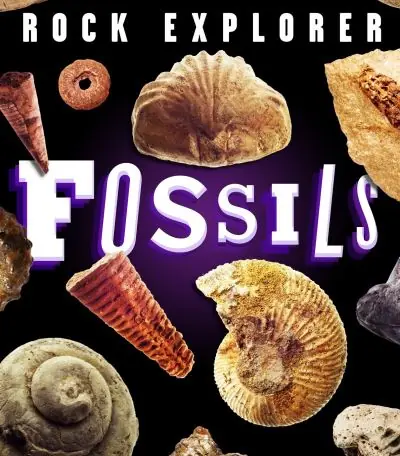 Next Day Delivery Fossils