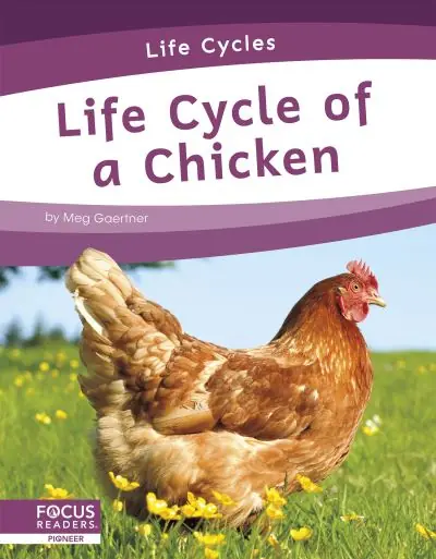 Life Cycle of a Chicken Fast Shipping