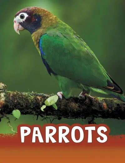 Modern Parrots