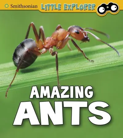 Amazing Ants Hot Deal