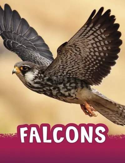 In Demand Falcons