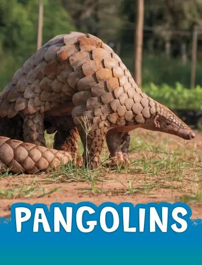 Save Now Pangolins