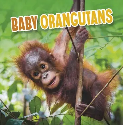 Buy Online Baby Orangutans